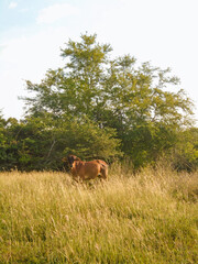 A cow on a meadow during the day in a rural setting in Neiva, Huila, Colombia. Concepts of livestock, travel, and economics