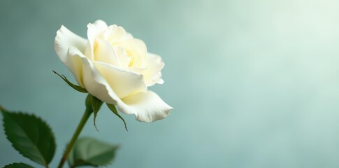 Obraz premium Solitary white rose, delicate petals, soft light background, nature, elegance, close-up