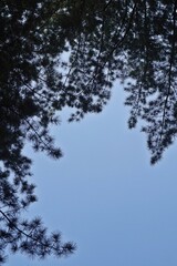 View of the sky framed by tall pine tree branches in a quiet forest