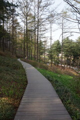 Wooden walkway through a peaceful forest trail in Korea