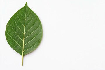 Obraz premium Fresh green leaf on a white background, showcasing the intricate texture and vibrant color, ideal for eco friendly, nature focused themes and presentations