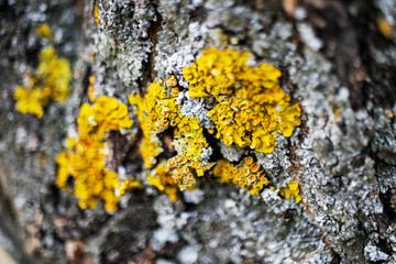 moss on tree trunk, close-up.