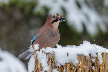 Eichelhäher (Garrulus glandarius)