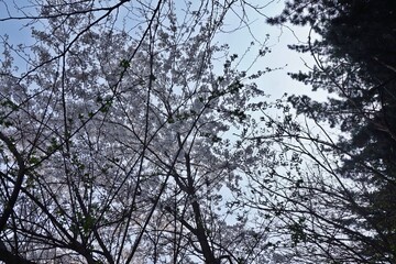 Cherry blossom canopy seen from below, tangled branches and spring light in a Korean forest