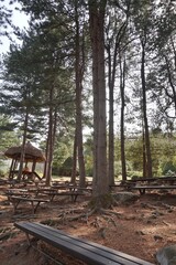 Tranquil pine forest with wooden benches and a gazebo, a peaceful resting spot in Korea's countryside
