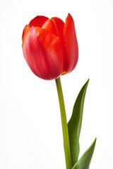 흰색 배경에 활짝 핀 아름다운 붉은 튤립