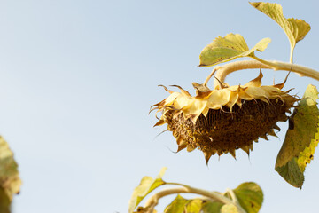 A mature sunflower bowing its heavy head under the weight of ripe seeds