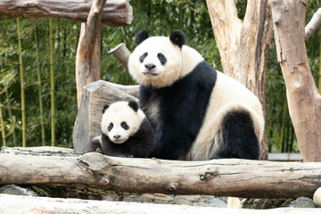Fototapeta premium Happy Moment of Panda Family, Mother Panda and her Cub, China