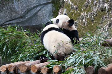 Happy Moment of Panda Family, Mother Panda and her Cub, China