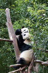 Happy Moment of Panda Family, Mother Panda and her Cub, China