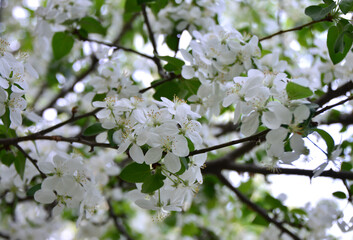 Close-up of White Blossoms on a Tree Branch