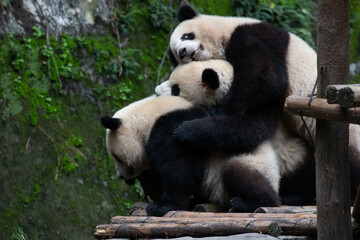 Happy Moment of Panda Family, Mother Panda and her Cub, China