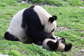 Happy Moment of Panda Family, Mother Panda and her Cub, China