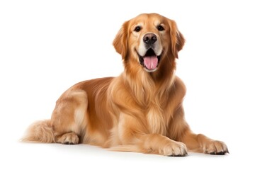 Golden retriever dog sitting mammal animal pet.