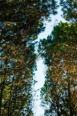 Fototapeta premium View of the tops of pine forest from the ground