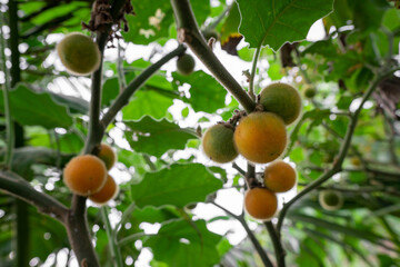 fruit tree with fruits