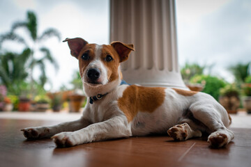 jack russell terrier sitting on a fence