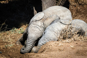Obraz premium éléphanteaux jouant dans le parc Sérengeti en Tanzanie