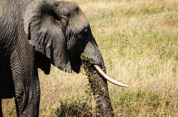 éléphants dans le parc Sérengeti en Tanzanie