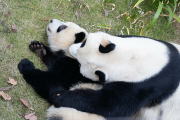 Happy Moment of Panda Family, Mother Panda and her Cub, China