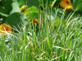 Natura