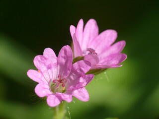 Fototapeta premium Natura