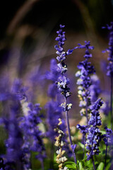 Nahaufnahme von mehligen Salbei