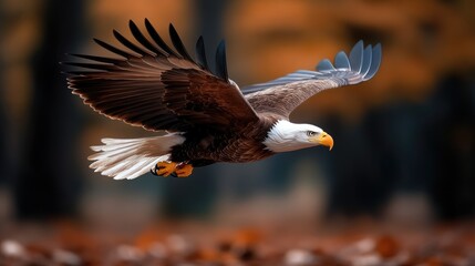 Obraz premium A bald eagle navigates the crisp autumn air, its wings spread wide as it glides over a forest bed of colorful fallen leaves