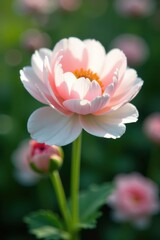 Fototapeta premium Pure white and pale pink ranunculus blooms sway gently in the breeze , ranunculus, soft