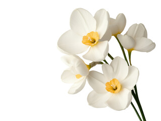 Obraz premium White Daffodils on Minimalistic Background: Elegant Floral Arrangement Perfect for Modern Decor