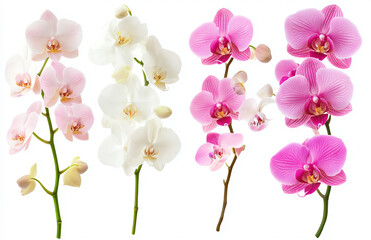 Three orchid stems displaying white light pink and vibrant pink flowers against a white background