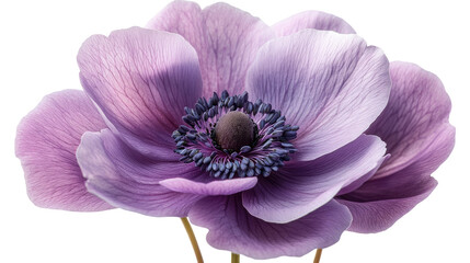 Obraz premium Exquisite Purple Anemone: Close-up shot of a delicate purple anemone, revealing the intricate details of its petals and stamens, a captivating display of botanical beauty.
