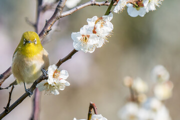 梅の花とメジロ