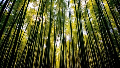 Serene Bamboo Forest Sunlight Dappled Green Stalks