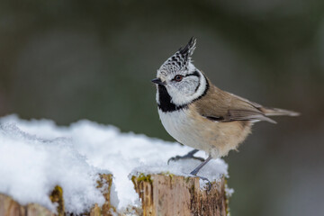 Haubenmeise (Lophophanes cristatus)