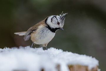 Haubenmeise (Lophophanes cristatus)