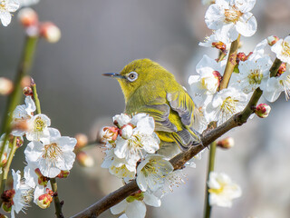 梅の花とメジロ