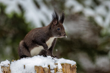 Eichhörnchen (Sciurus vulgaris)