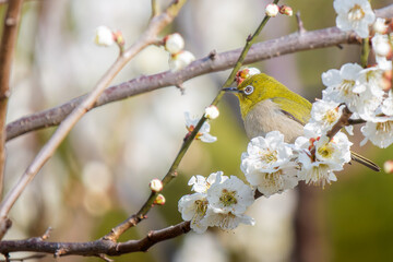 梅の花とメジロ