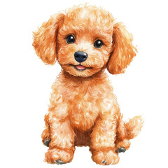 A cute poodle sitting on transparent background.