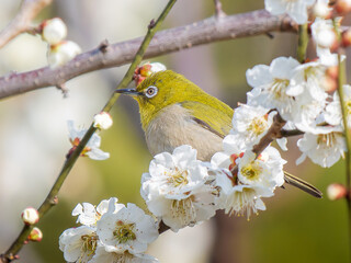 梅の花とメジロ
