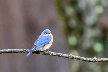 bluebird on branch