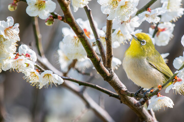 Naklejka premium 梅の花とメジロ