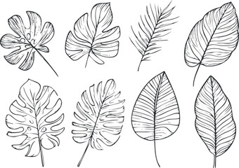 Tropical leaves vector illustration with line drawing style for botanical designs.