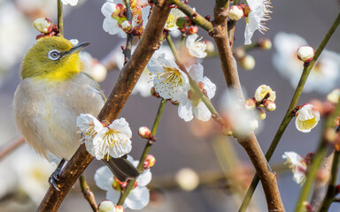 梅の花とメジロ