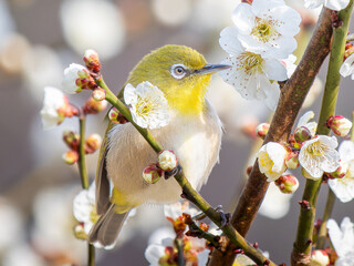 梅の花とメジロ