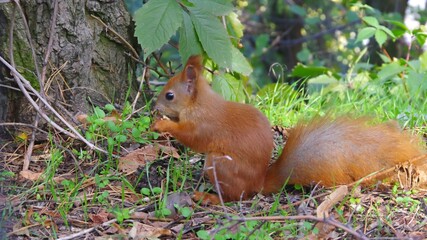 red squirrel in the park