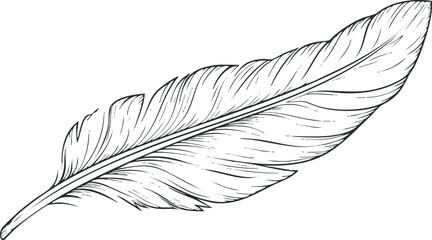 Detailed feather illustration, ideal for nature designs and artistic projects.