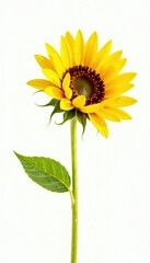 Naklejka premium A lone sunflower seed against a pure white background, white, natural food, isolated background