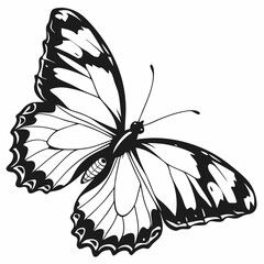 butterfly silhouette black vector